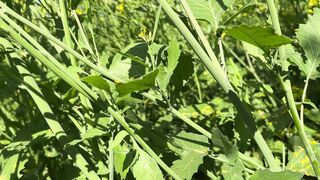 Desi girlfriend outside injoy, full xxx video