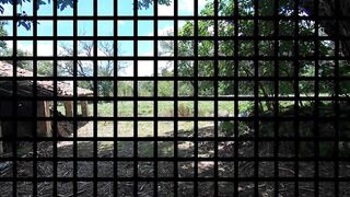 Quick BJ at Abandoned House: Amateur Couple's Cumshot Adventure