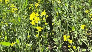 Mother in low ko jamai ne sarso ke khet me kiya romance