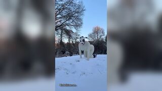 Snow Cow