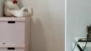 Big-Ass Brunette Plays with Toys on Webcam