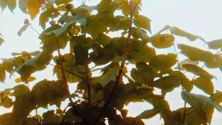 Bengalis sexy history Desi videos